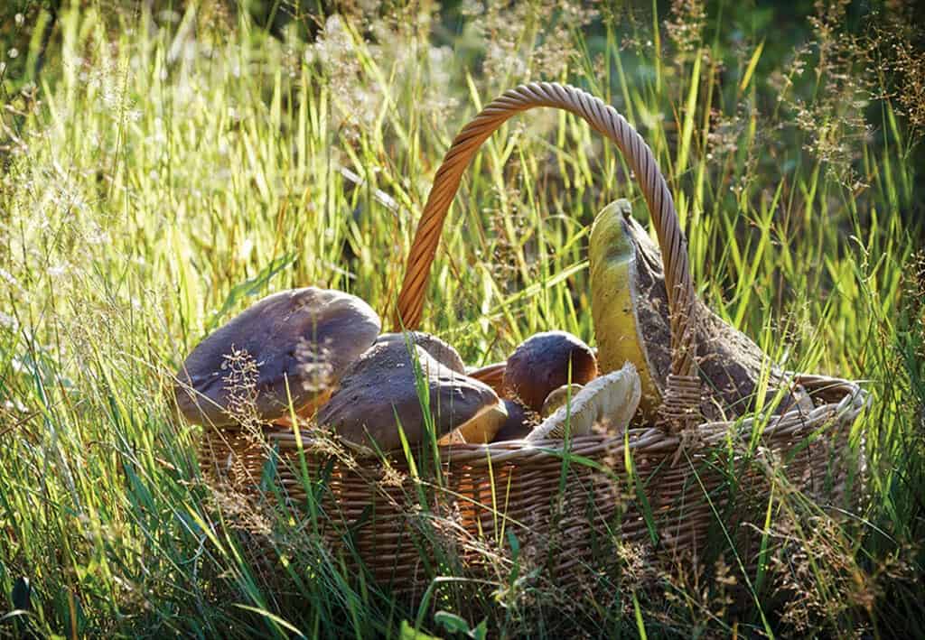 shutterstock_129776384m