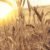 Buğday Özünün Gücü… Ruşeym