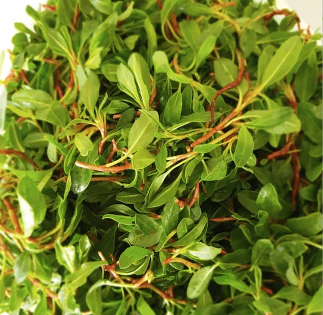 Screen Shot 2020-04-29 at 10.49.56