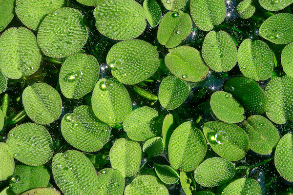 Natural,Background,Of,Lemna,Minor,Or,Common,Duckweed,With,Little