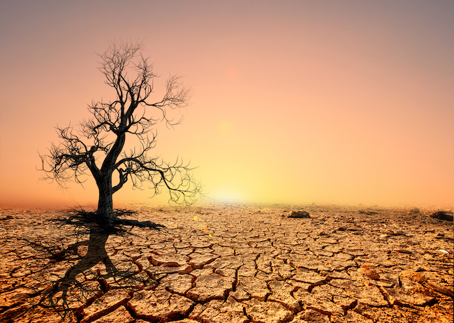 Tree,Silhouettes,Die,In,Arid,Regions,Due,To,Global,Warming.