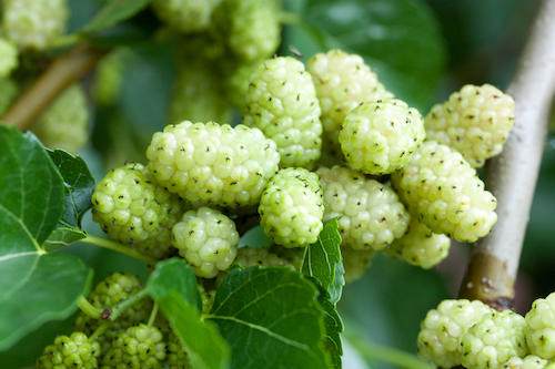 Ripe,White,Mulberry,,Branch,,Fruit,For,Health