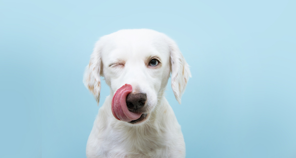 Hungry,Funny,Puppy,Dog,Licking,Its,Nose,With,Tongue,Out