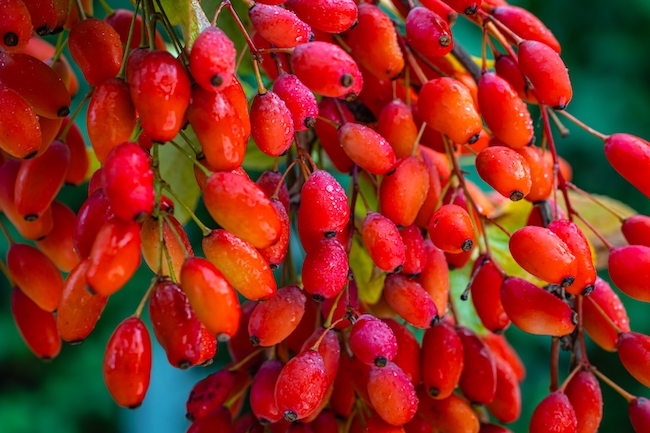 Red,Berberis,Fruits,On,Branch,In,Autumn,Garden,,Close,Up,