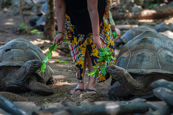 Tourist,Woman,Feeding,Giant,Turtles,Aldabrachelys,Gigantea,Or,Aldabra,Giant