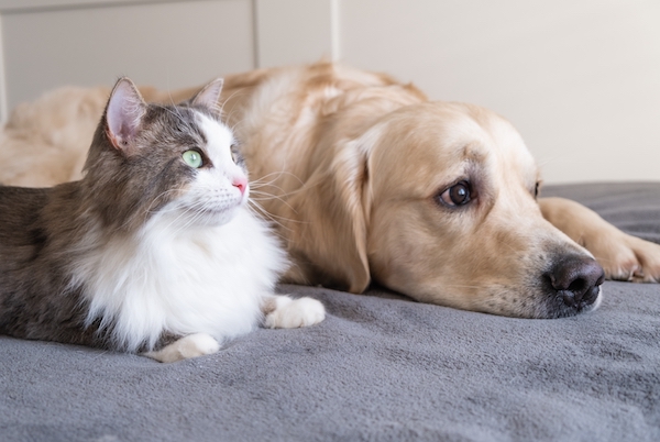 gray-cat-and-dog-golden-retriever-lie-together-on-2022-11-10-18-00-23-utc