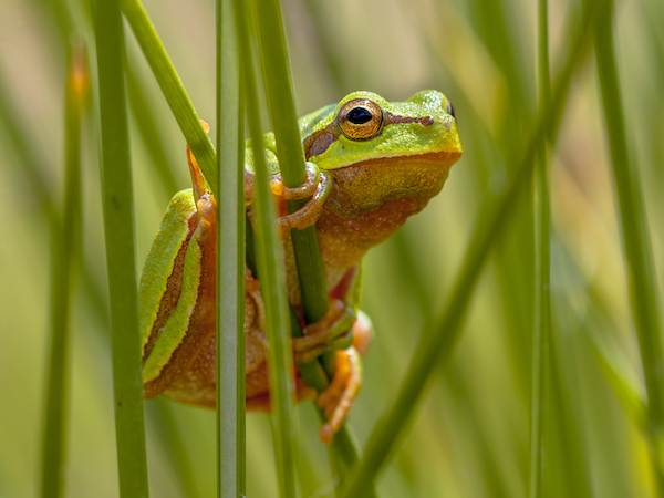 Tree frog peeking from behind rush