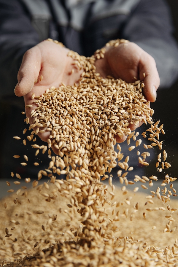 Man,Holding,Grains,Of,Malt,In,Hands.