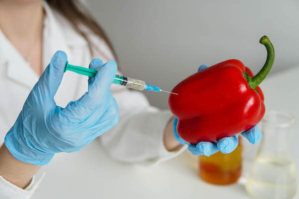 Gloved hands of woman researcher with red ripe pepper making injection during experiment with vegetables in laboratory