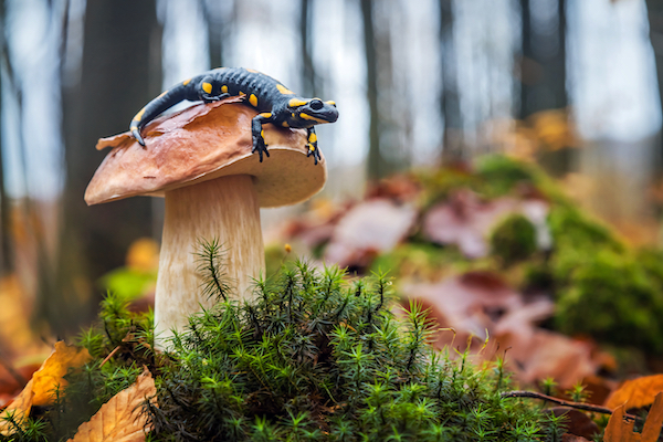 Spotted,Fire,Salamander,Sitting,On,Cep,Mushroom.,Cute,Scenery,In