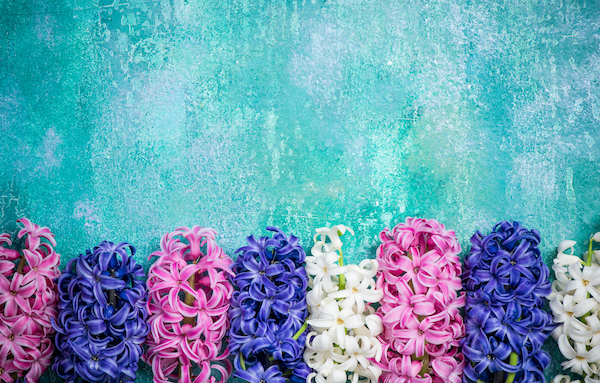 Hyacinth flowers on concrete slate, colorful card mock up