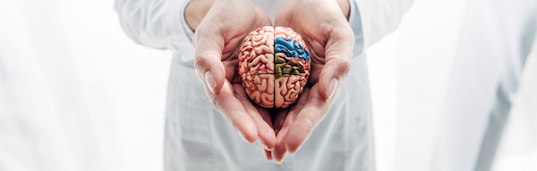 panoramic shot of doctor holding model of brain in clinic