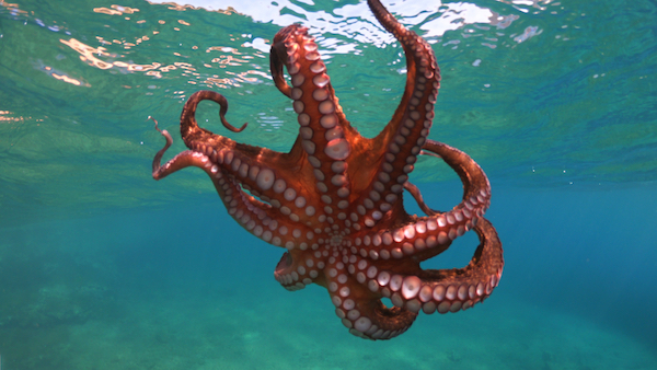Underwater,Photo,Of,Isolated,Octopus,Swimming,In,Tropical,Sandy,Bay