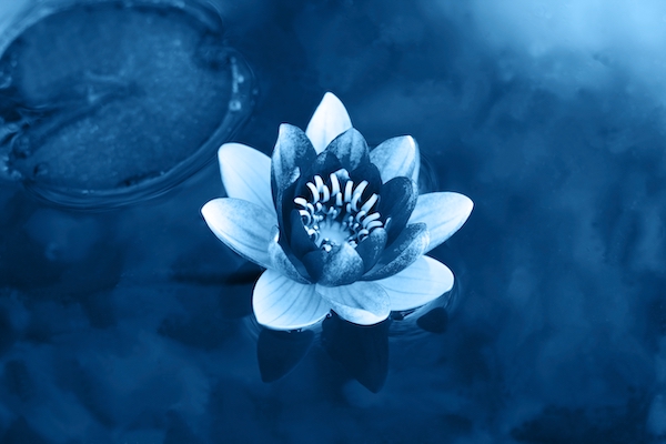 beautiful blooming water lily on a pond