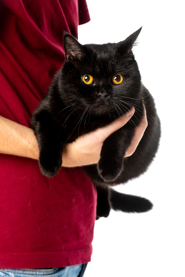cropped image of man holding cute black british shorthair cat looking at camera isolated on white