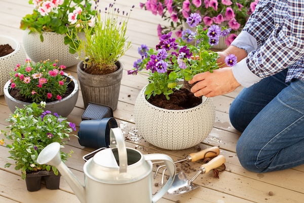 man gardener planting pansy, lavender flowers in flowerpot in garden on terrace