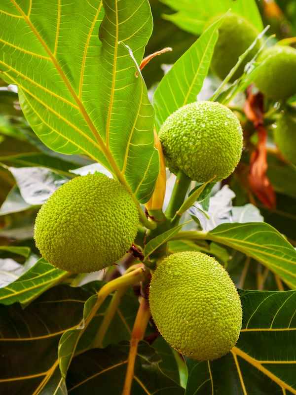 Fruits on breadfruit tree in Asia